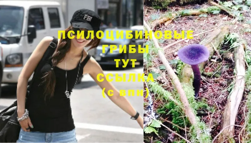 Галлюциногенные грибы Magic Shrooms  купить наркотики сайты  Кириши 